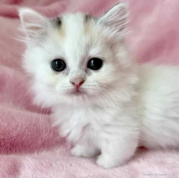ID:2406-01787の子猫