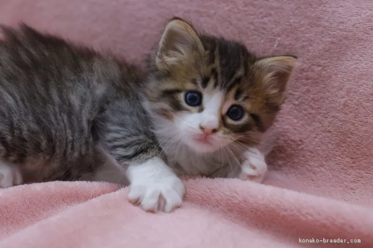 ID:2101-01608の子猫