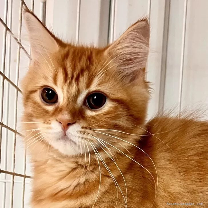 ID：2411-00884の子猫