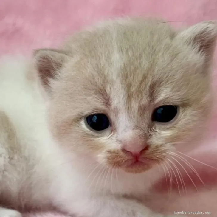 ID:2207-00399の子猫