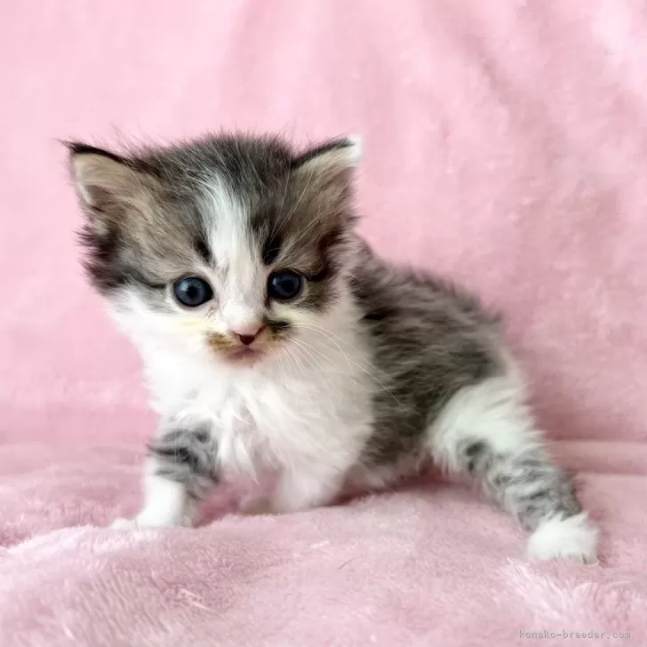 ID:2404-01674の子猫