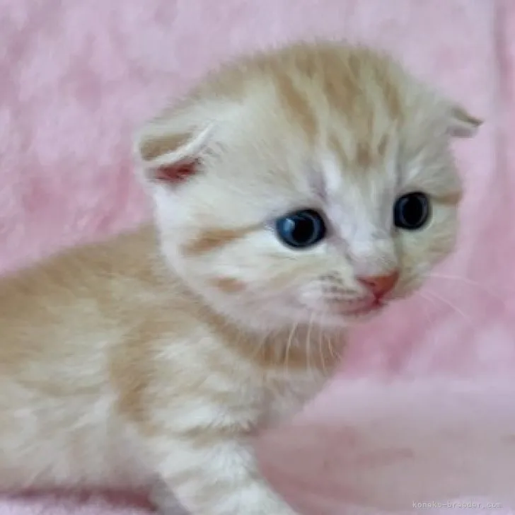 ID:2309-02124の子猫