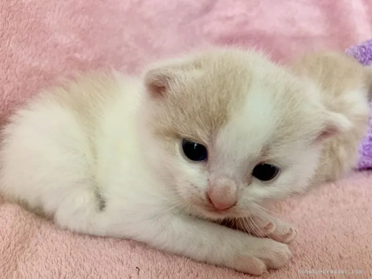ID:2103-01381の子猫