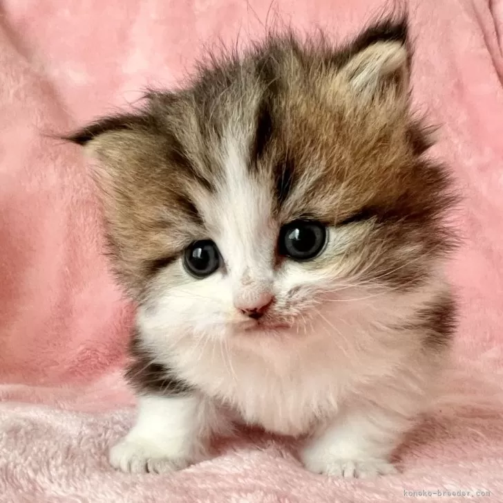 ID：2409-01889の子猫