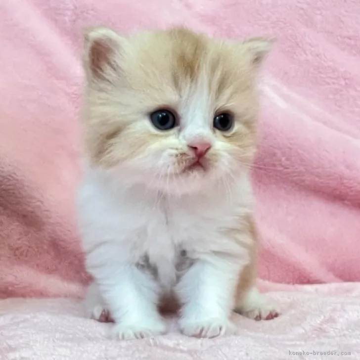 ID：2311-01843の子猫