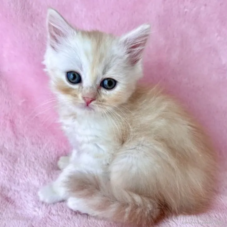 ID:2303-01905の子猫