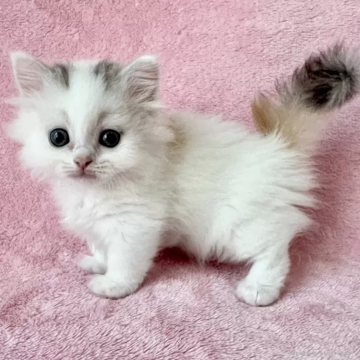 ID:2406-01785の子猫