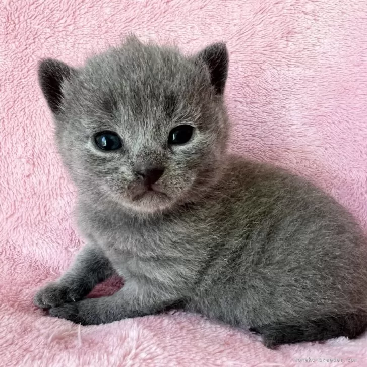 ID：2404-01918の子猫