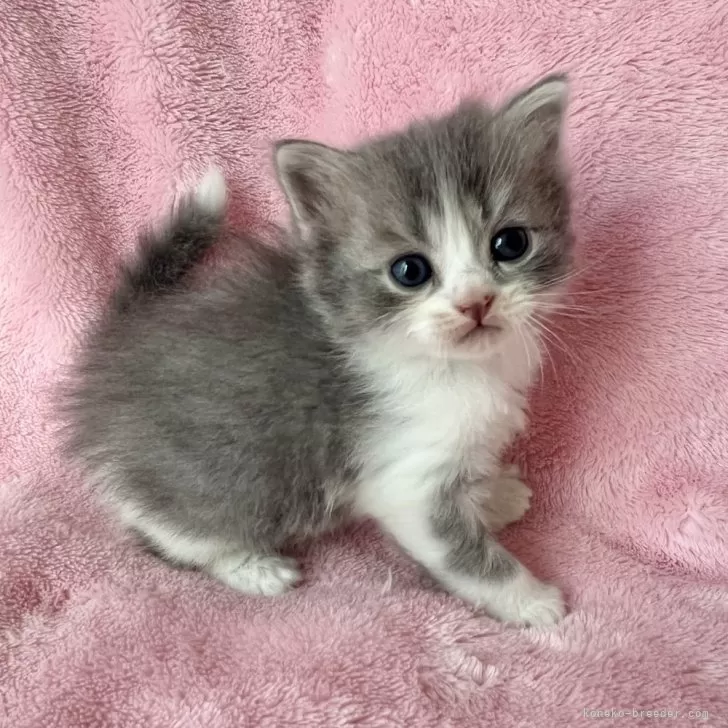 ID：2404-00583の子猫