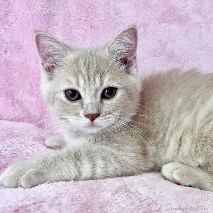 ID:2407-01015の子猫