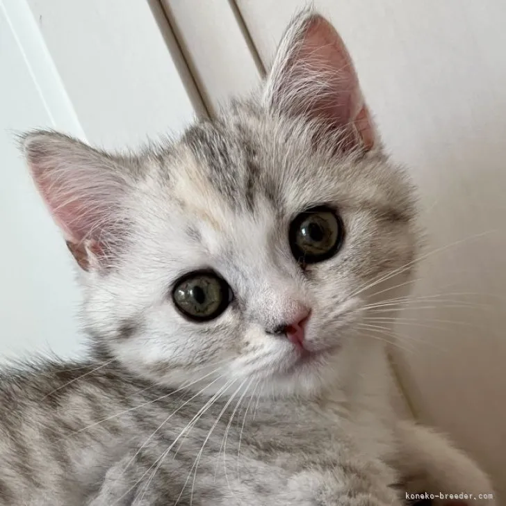 KOJI 様のお迎えした子猫