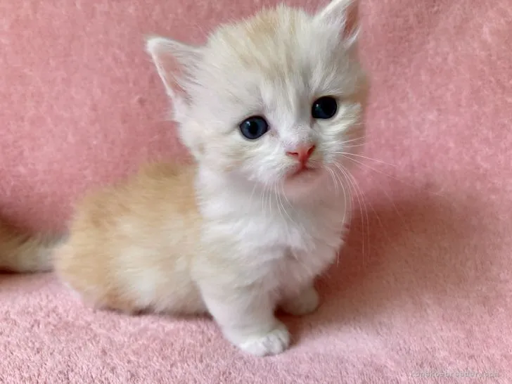 ID:2105-02313の子猫
