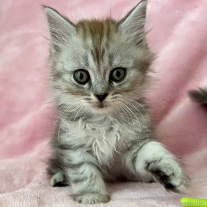 ID:2303-02667の子猫