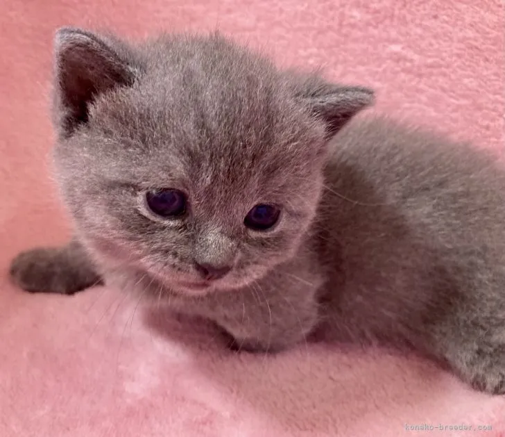 ID:2108-00202の子猫