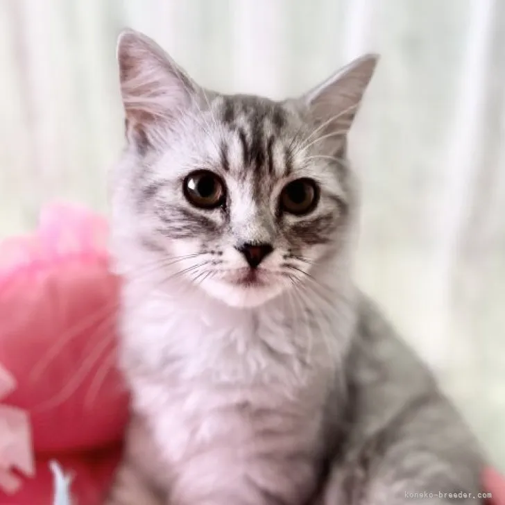 ID:2304-00945の子猫