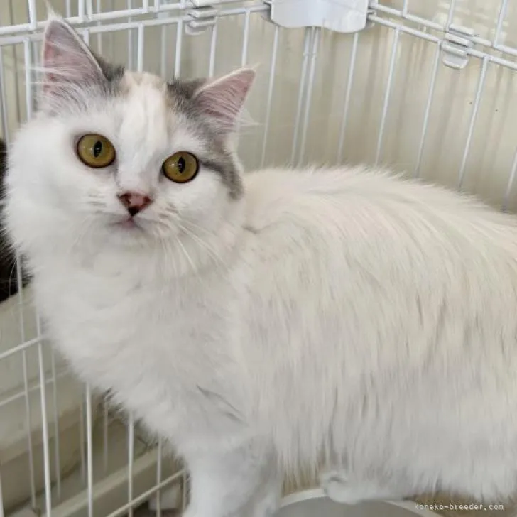 ID:2303-00821の子猫