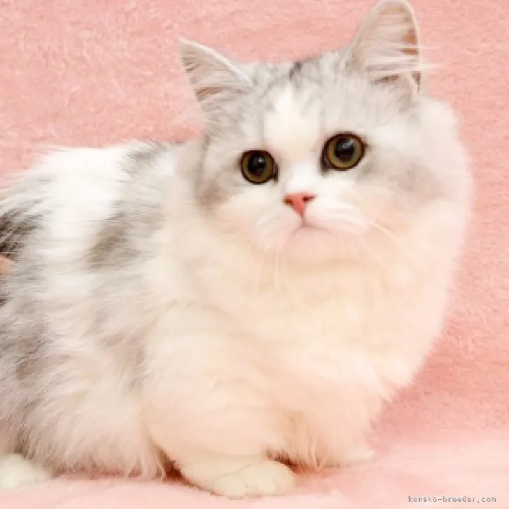 ID:2305-00645の子猫