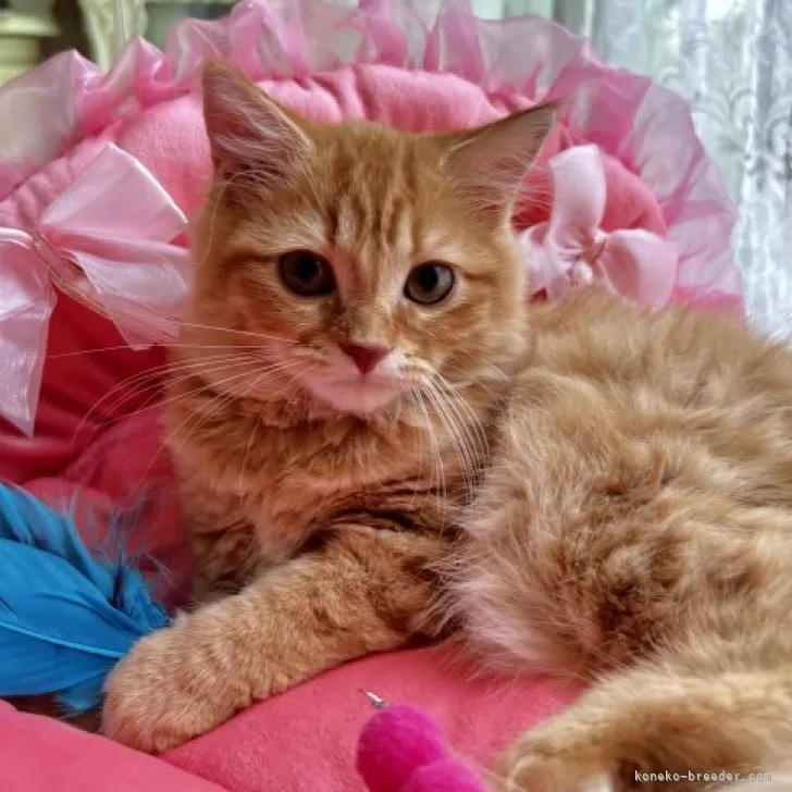 まさ 様のお迎えした子猫