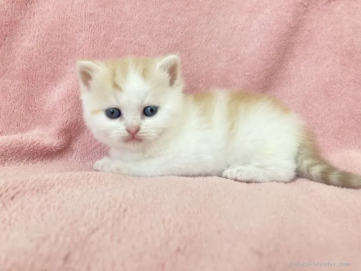 ID:2101-01157の子猫