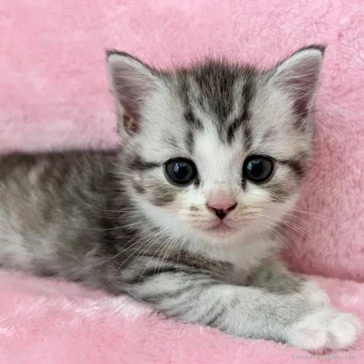 ID：2206-01128の子猫