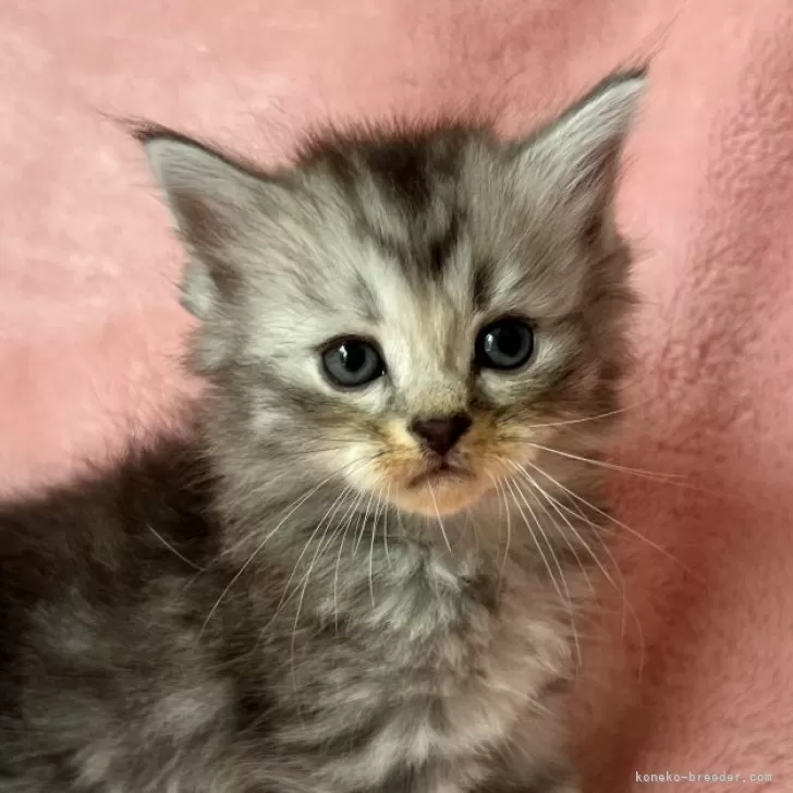 ID：2408-01594の子猫