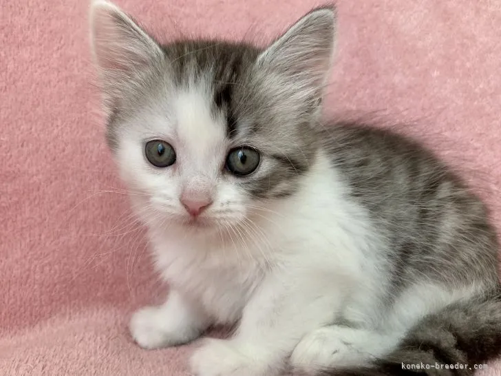 ID:2105-00172の子猫