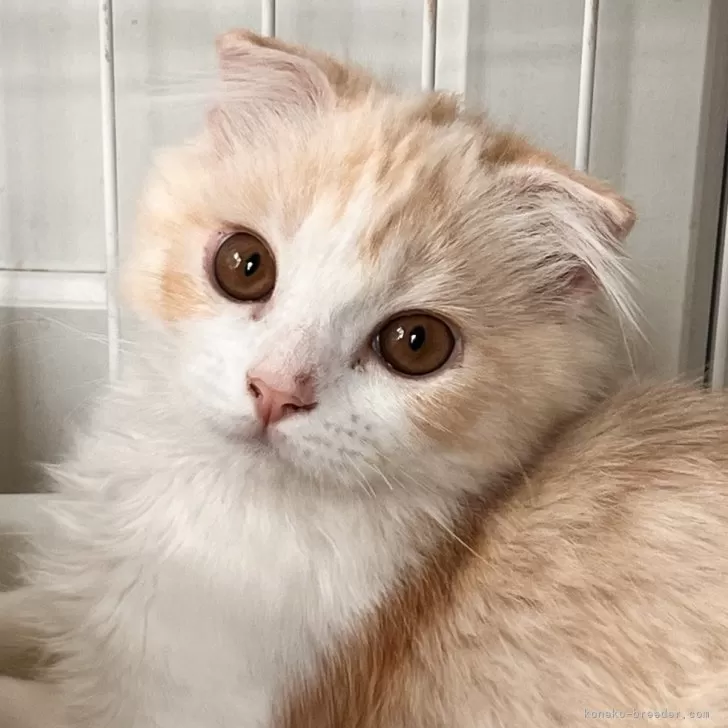 ID:2407-00398の子猫