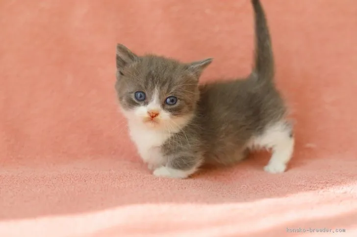 ID：2102-00366の子猫