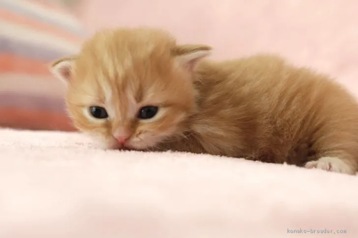 ID:2101-01128の子猫