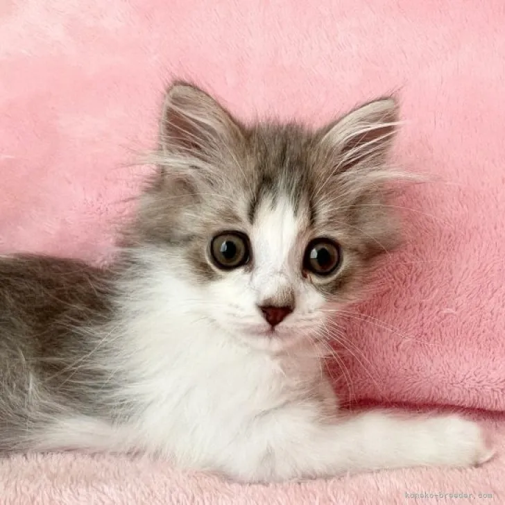M.M 様のお迎えした子猫