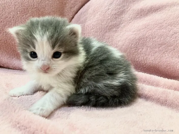 ID:2012-01622の子猫