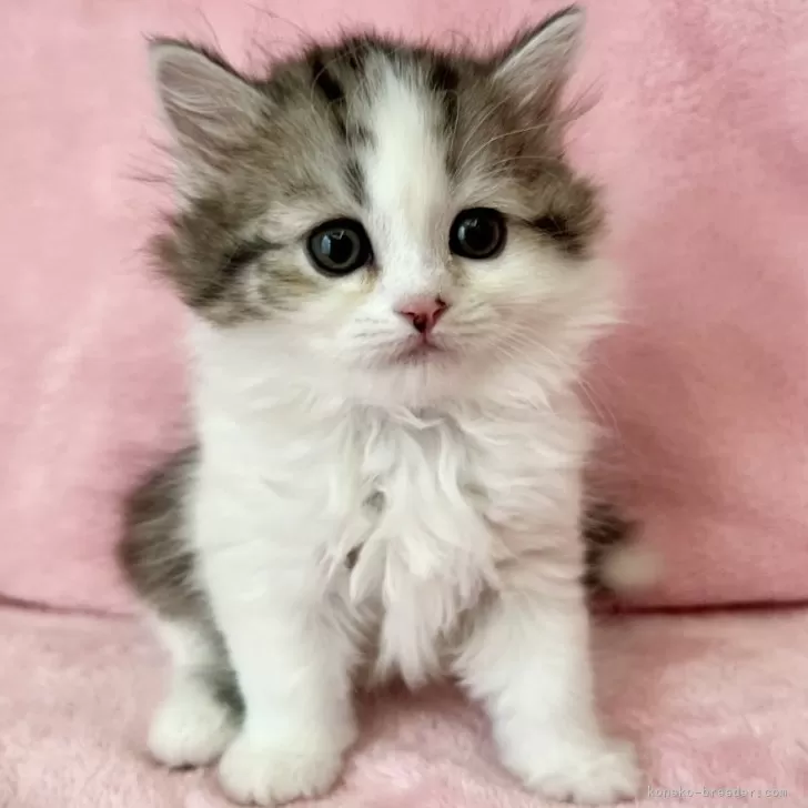 ID：2311-02162の子猫