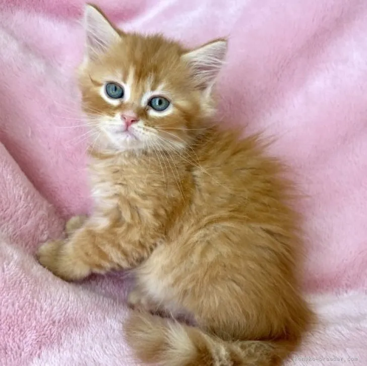 ID：2303-01908の子猫