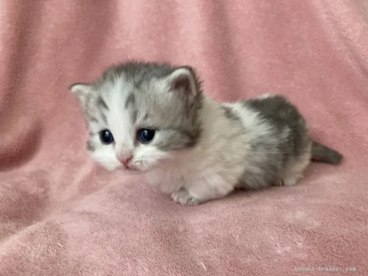 ID:2101-00259の子猫