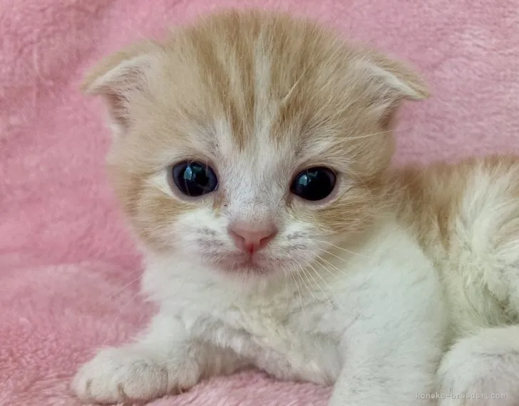 ID:2205-01895の子猫