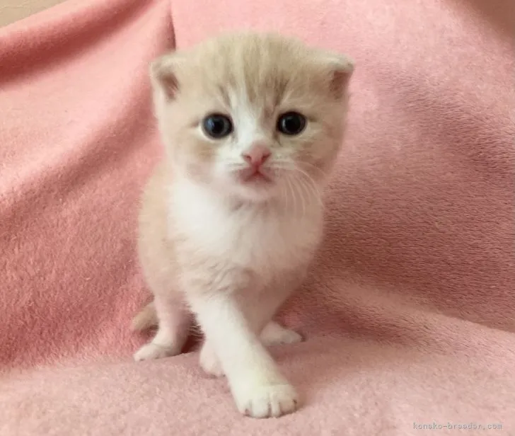 ID:2112-01490の子猫
