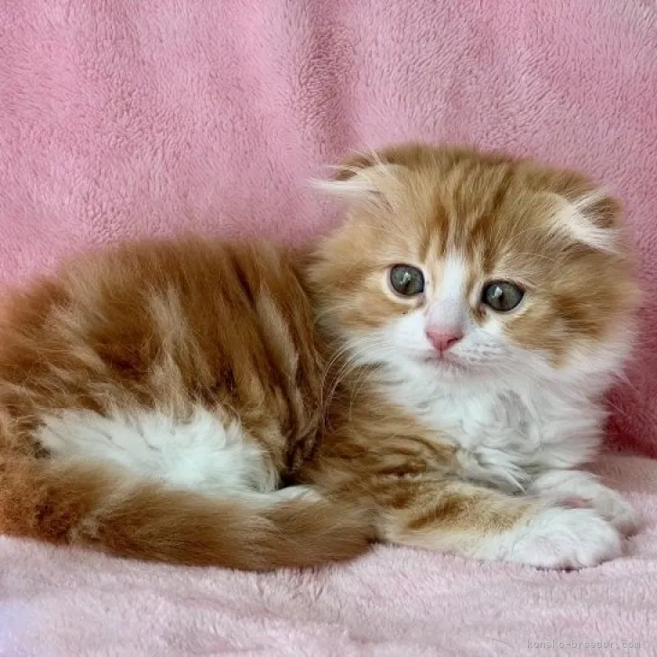 ID:2303-01384の子猫