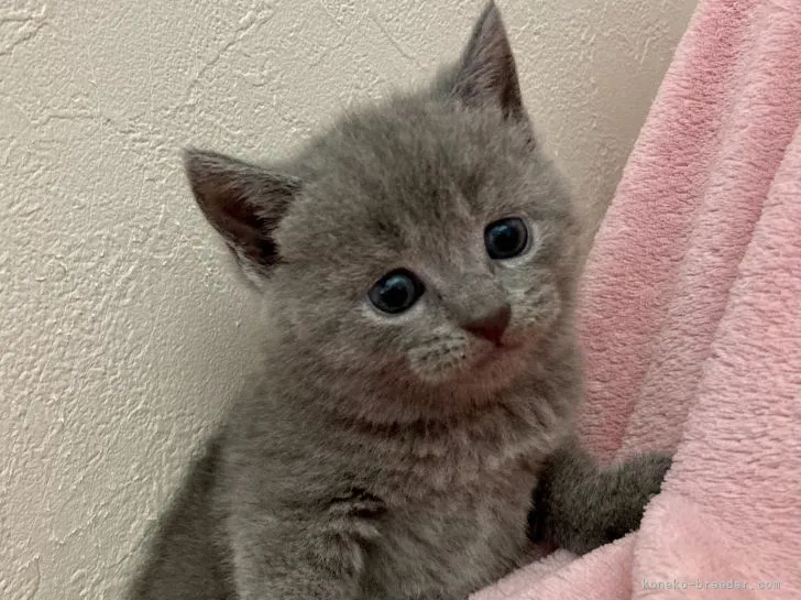 ID：2108-02278の子猫
