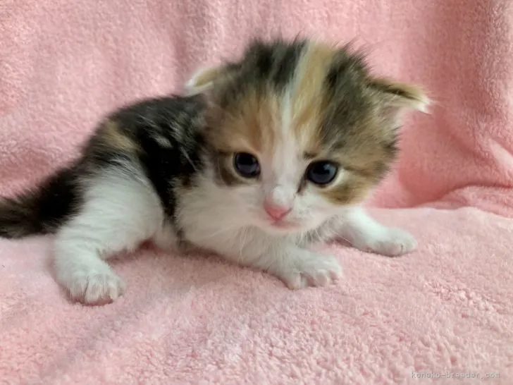 タカハシ 様のお迎えした子猫