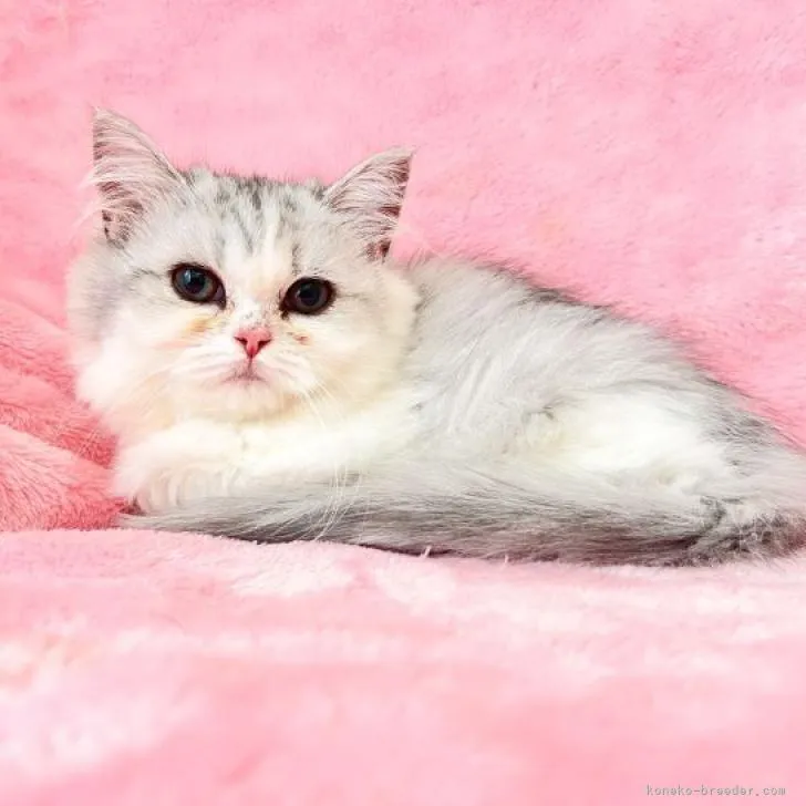 ID:2212-01911の子猫
