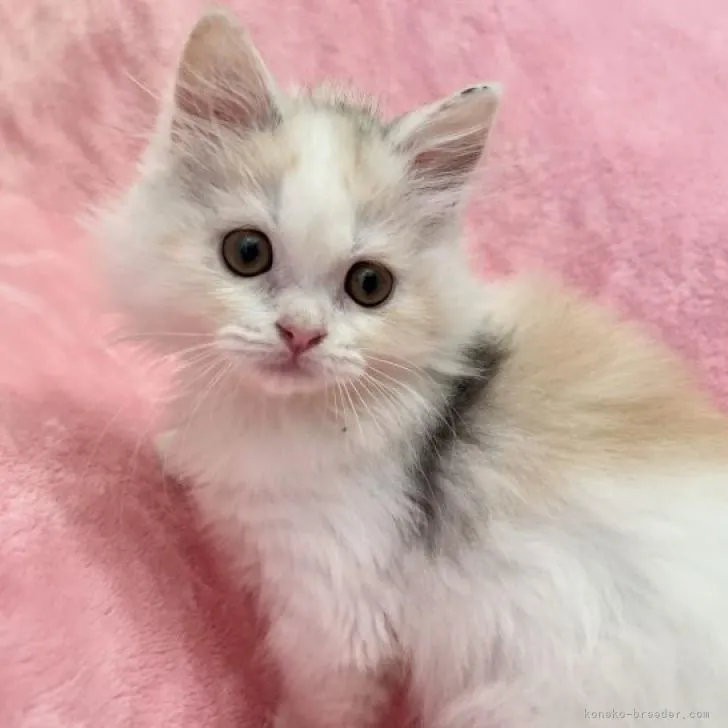 ID:2211-01810の子猫