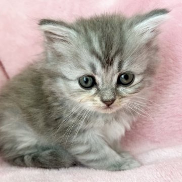 スコティッシュフォールド(立ち耳)【静岡県・女の子・2024年2月24日・ブルーパッチドタビー】の写真「きれいな柄です　甘えん坊💖」