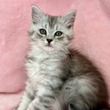 スコティッシュフォールド(立ち耳)【静岡県・男の子・2023年2月22日・シルバータビー】の写真「値引き✨猫の日誕生の男の子💙ふんわり可愛い😍」