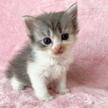スコティッシュフォールド(立ち耳)【静岡県・女の子・2024年3月14日・ダイリュートキャリコ】の写真「ブルーの多い三毛🩷 両親立ち耳、遺伝子検査クリア」