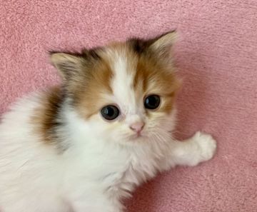 スコティッシュフォールド【静岡県・女の子・2021年6月16日・キャリコ（セミロングふわふわ）】の写真「💕バランスの良い三毛猫ちゃん★」