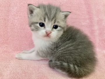 マンチカン(長足)【静岡県・男の子・2021年5月2日・ブルータビー&ホワイト】の写真「手足の白いまる顔💕人気のブルー系マンチカン✨」