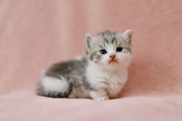 マンチカン(短足)【静岡県・女の子・2021年1月15日・ブルータビー&ホワイト】の写真「可愛い💕💕💕」