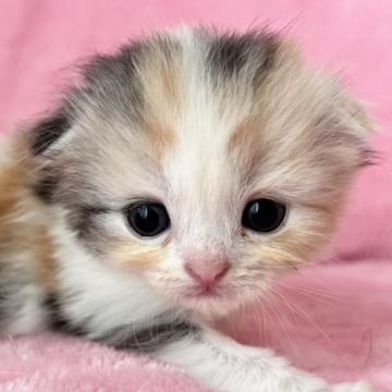 スコティッシュフォールド(折れ耳)【静岡県・女の子・2022年7月4日・キャリコ】の写真「すくすく成長中❤️ふんわりsweet☘️」