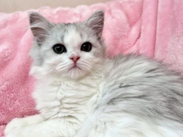 ミヌエット(長足)【静岡県・女の子・2022年8月29日・シルバータビー&ホワイト（ロング）】の写真「ふんわり🤍あまぁ〜い女の子💕」