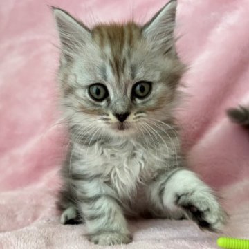 スコティッシュフォールド【静岡県・男の子・2023年2月22日・シルバータビー】の写真「値引しました✨猫の日誕生❣️いつ撫でて欲しいよ❤️」